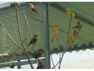 COMO INTRODUZIR NOVAS AVES NO SEU AVÁRIO