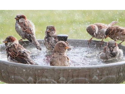 Las aves y el calor